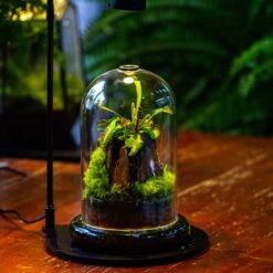 Glass Cloche Terrarium Bell Jar With Glass Base With Top Air Hole,Glass Dome Planter For Plants -Terrarium Plant Hub IMG 4950 963cfbd8 1a2e 4311 bceb 83144ecd3d81
