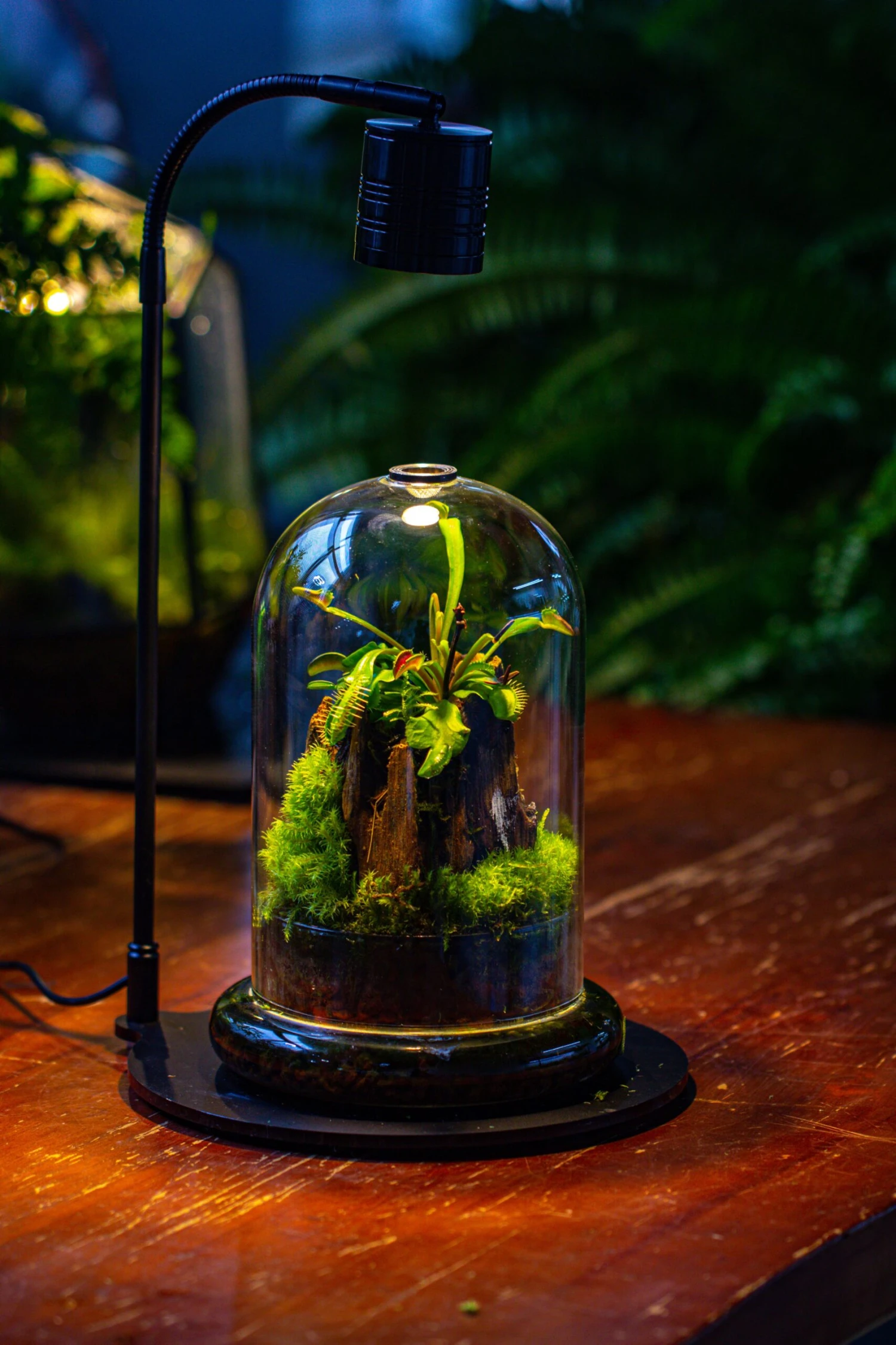 Glass Cloche Terrarium Bell Jar With Glass Base With Top Air Hole, With LED Grow Lamp Set, Glass Dome Planter Set For Plants 5 Glass Cloche Terrarium Bell Jar With Glass Base With Top Air Hole, With LED Grow Lamp Set, Glass Dome Planter Set For Plants - Image 3