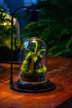 Glass Cloche Terrarium Bell Jar With Glass Base With Top Air Hole,Glass Dome Planter For Plants -Terrarium Plant Hub IMG 4951