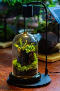 Glass Cloche Terrarium Bell Jar With Glass Base With Top Air Hole, With LED Grow Lamp Set, Glass Dome Planter Set For Plants 31 Glass Cloche Terrarium Bell Jar With Glass Base With Top Air Hole, With LED Grow Lamp Set, Glass Dome Planter Set For Plants -Terrarium Plant Hub IMG 4965 1