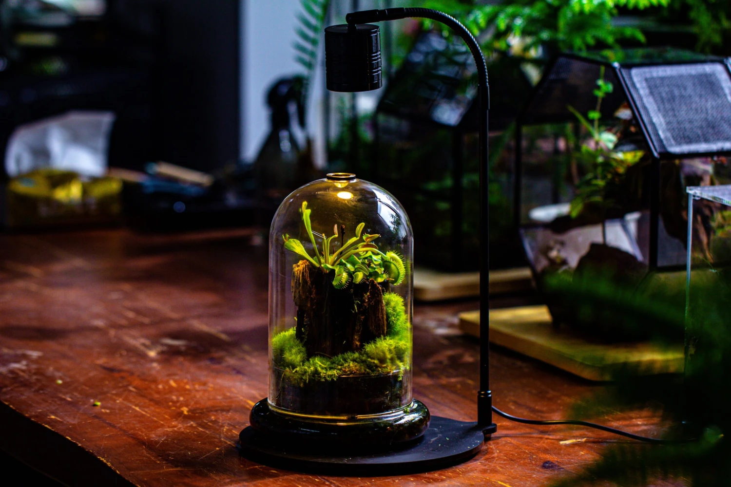 Glass Cloche Terrarium Bell Jar With Glass Base With Top Air Hole, With LED Grow Lamp Set, Glass Dome Planter Set For Plants 16 Glass Cloche Terrarium Bell Jar With Glass Base With Top Air Hole, With LED Grow Lamp Set, Glass Dome Planter Set For Plants - Image 14