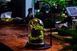 Glass Cloche Terrarium Bell Jar With Glass Base With Top Air Hole,Glass Dome Planter For Plants -Terrarium Plant Hub IMG 4966