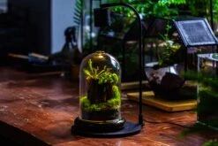 Glass Cloche Terrarium Bell Jar With Glass Base With Top Air Hole, With LED Grow Lamp Set, Glass Dome Planter Set For Plants 33 Glass Cloche Terrarium Bell Jar With Glass Base With Top Air Hole, With LED Grow Lamp Set, Glass Dome Planter Set For Plants -Terrarium Plant Hub IMG 4967 1