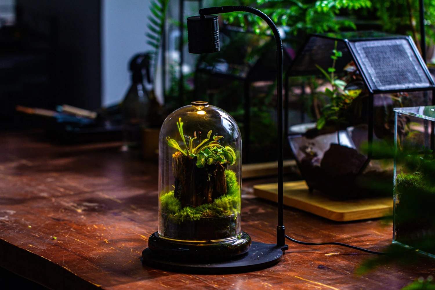 Glass Cloche Terrarium Bell Jar With Glass Base With Top Air Hole, With LED Grow Lamp Set, Glass Dome Planter Set For Plants 17 Glass Cloche Terrarium Bell Jar With Glass Base With Top Air Hole, With LED Grow Lamp Set, Glass Dome Planter Set For Plants - Image 15