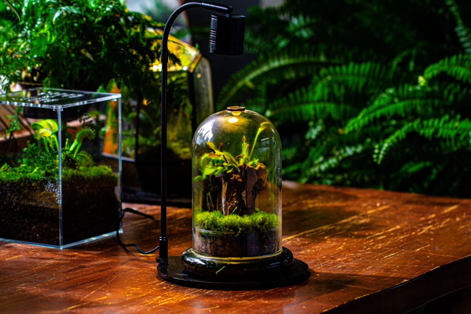 Glass Cloche Terrarium Bell Jar With Glass Base With Top Air Hole, With LED Grow Lamp Set, Glass Dome Planter Set For Plants 18 Glass Cloche Terrarium Bell Jar With Glass Base With Top Air Hole, With LED Grow Lamp Set, Glass Dome Planter Set For Plants - Image 16
