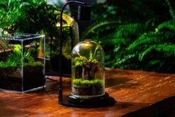 Glass Cloche Terrarium Bell Jar With Glass Base With Top Air Hole,Glass Dome Planter For Plants -Terrarium Plant Hub IMG 4968