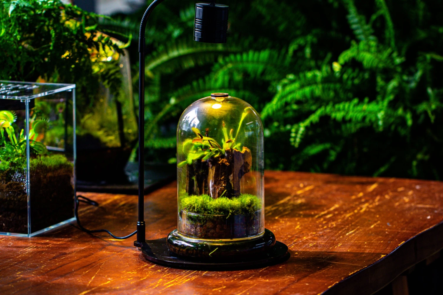 Glass Cloche Terrarium Bell Jar With Glass Base With Top Air Hole, With LED Grow Lamp Set, Glass Dome Planter Set For Plants 13 Glass Cloche Terrarium Bell Jar With Glass Base With Top Air Hole, With LED Grow Lamp Set, Glass Dome Planter Set For Plants - Image 11