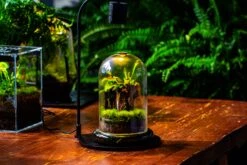 Glass Cloche Terrarium Bell Jar With Glass Base With Top Air Hole,Glass Dome Planter For Plants -Terrarium Plant Hub IMG 4969