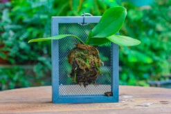 Dried Moss, 24L For DIY, Terrarium Building, Microlandscape, Orchid, Fern, Vertical Gardening 27 Dried Moss, 24L For DIY, Terrarium Building, Microlandscape, Orchid, Fern, Vertical Gardening -Terrarium Plant Hub IMG 5007