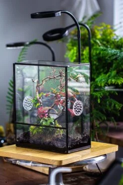 Close Geometric Glass Tin Terrarium With 3 Vents , 8x10" With Side Door, For Insects, Snail , Spider, Micro Landscape -with White Light Set 28 Close Geometric Glass Tin Terrarium With 3 Vents , 8x10" With Side Door, For Insects, Snail , Spider, Micro Landscape -with White Light Set -Terrarium Plant Hub IMG 5021 acc6b888 8d11 4e41 9397 e683cd44d840