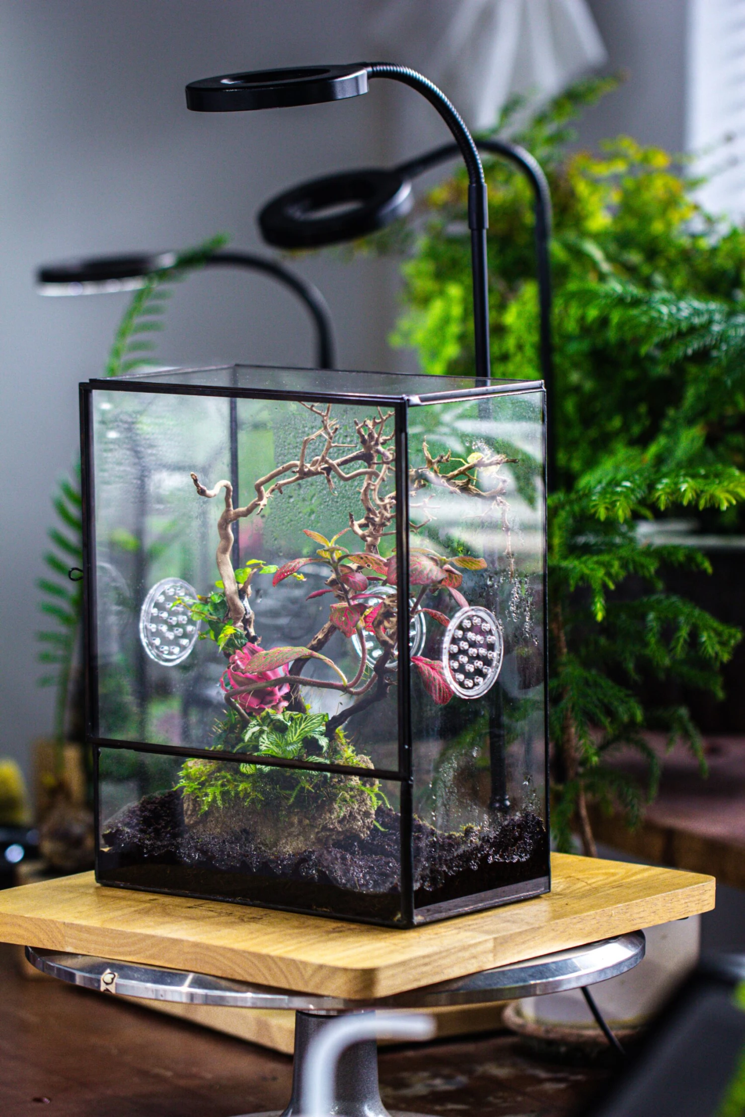Close Geometric Glass Tin Terrarium With 3 Vents , 8x10" With Side Door, For Insects, Snail , Spider, Micro Landscape -with White Light Set 9 Close Geometric Glass Tin Terrarium With 3 Vents , 8x10" With Side Door, For Insects, Snail , Spider, Micro Landscape -with White Light Set - Image 7
