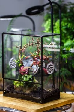 Close Geometric Glass Tin Terrarium With 3 Vents , 8x10" With Side Door, For Insects, Snail , Spider, Micro Landscape -with White Light Set 29 Close Geometric Glass Tin Terrarium With 3 Vents , 8x10" With Side Door, For Insects, Snail , Spider, Micro Landscape -with White Light Set -Terrarium Plant Hub IMG 5022 1df8169d f431 4364 b51c 82d4475f417c