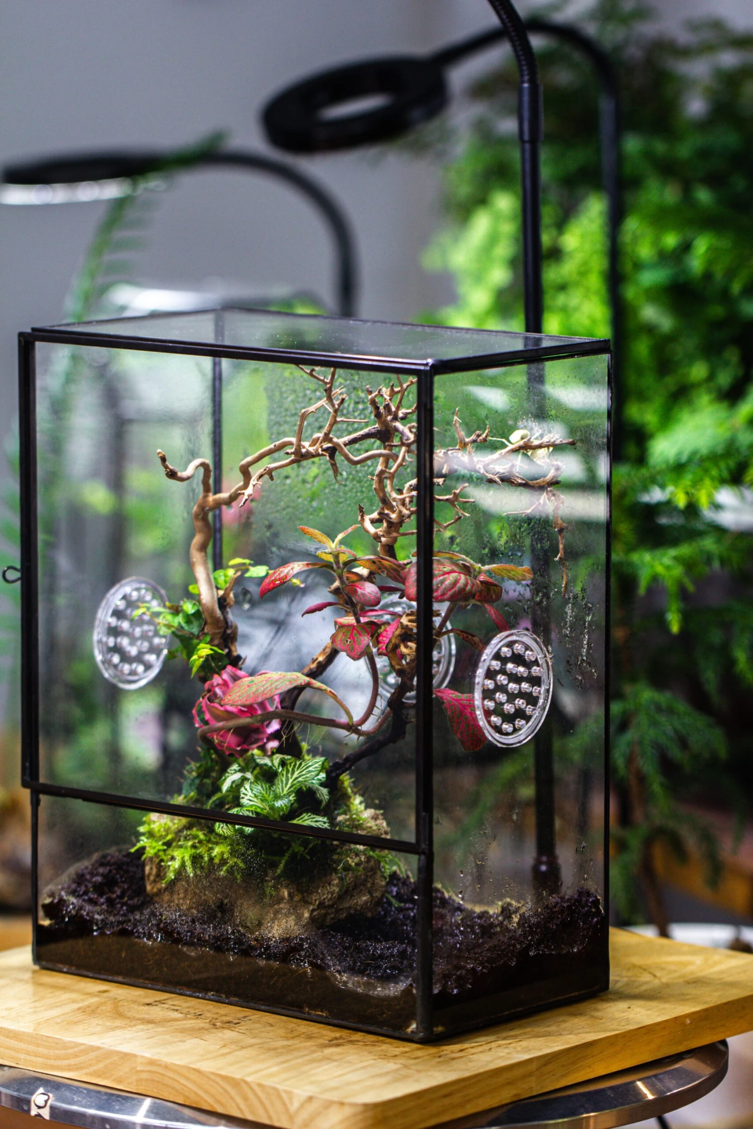 Close Geometric Glass Tin Terrarium With 3 Vents , 8x10" With Side Door, For Insects, Snail , Spider, Micro Landscape -with White Light Set 10 Close Geometric Glass Tin Terrarium With 3 Vents , 8x10" With Side Door, For Insects, Snail , Spider, Micro Landscape -with White Light Set - Image 8