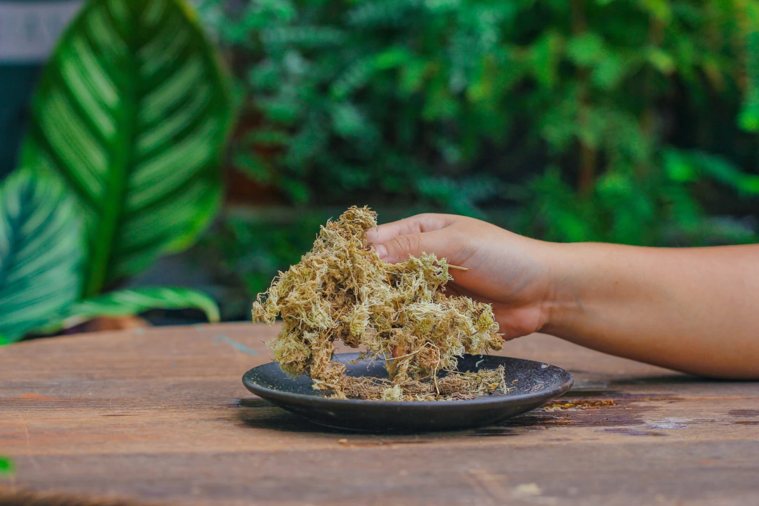 Dried Moss, 24L For DIY, Terrarium Building, Microlandscape, Orchid, Fern, Vertical Gardening 5 Dried Moss, 24L For DIY, Terrarium Building, Microlandscape, Orchid, Fern, Vertical Gardening - Image 3