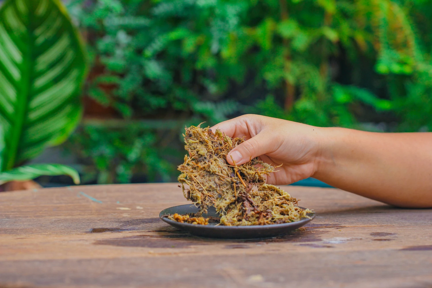 Dried Moss, 24L For DIY, Terrarium Building, Microlandscape, Orchid, Fern, Vertical Gardening 7 Dried Moss, 24L For DIY, Terrarium Building, Microlandscape, Orchid, Fern, Vertical Gardening - Image 5