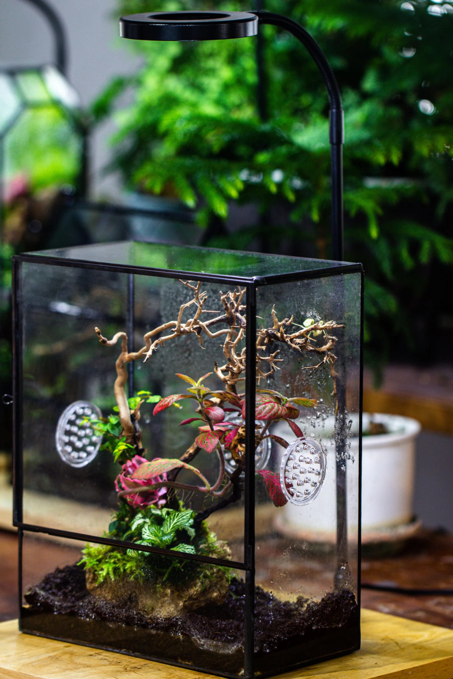 Close Geometric Glass Tin Terrarium With 3 Vents , 8x10" With Side Door, For Insects, Snail , Spider, Micro Landscape -with White Light Set 6 Close Geometric Glass Tin Terrarium With 3 Vents , 8x10" With Side Door, For Insects, Snail , Spider, Micro Landscape -with White Light Set - Image 4