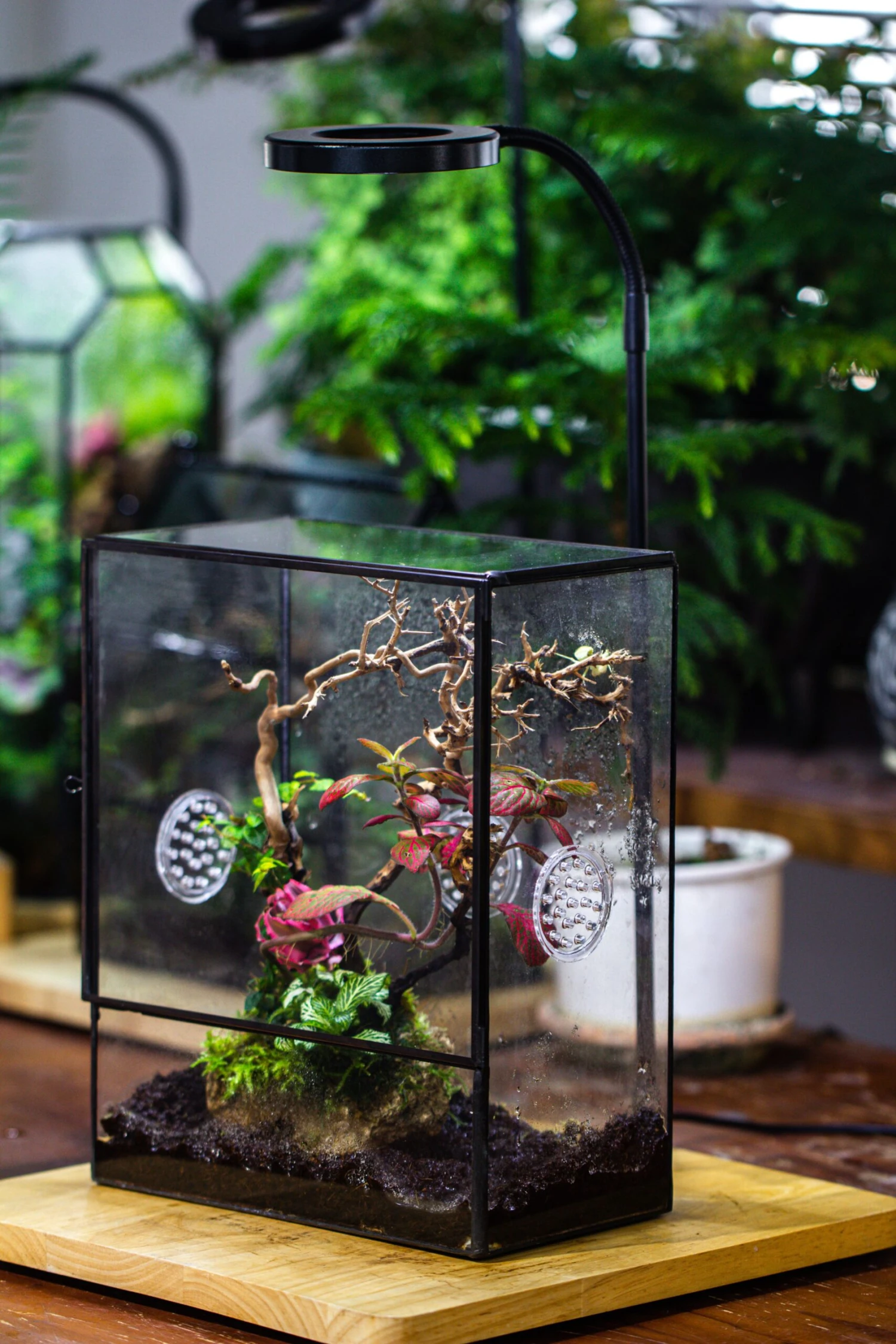 Close Geometric Glass Tin Terrarium With 3 Vents , 8x10" With Side Door, For Insects, Snail , Spider, Micro Landscape -with White Light Set 11 Close Geometric Glass Tin Terrarium With 3 Vents , 8x10" With Side Door, For Insects, Snail , Spider, Micro Landscape -with White Light Set - Image 9