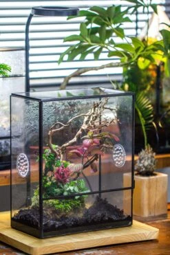 Close Geometric Glass Tin Terrarium With 3 Vents , 8x10" With Side Door, For Insects, Snail , Spider, Micro Landscape -with White Light Set 26 Close Geometric Glass Tin Terrarium With 3 Vents , 8x10" With Side Door, For Insects, Snail , Spider, Micro Landscape -with White Light Set -Terrarium Plant Hub IMG 5033 7a5f804d f76c 4bbf 88ba 1289403212e2