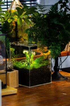 Watertight Glass Tank With LED Grow Light, Acrylic Lid, DIY Terrarium Kit-15x15x20cm / 5.9x5.9x7.8'' -Terrarium Plant Hub IMG 5036 89547b5c d46f 4cc9 bc41 c85bae752605 9