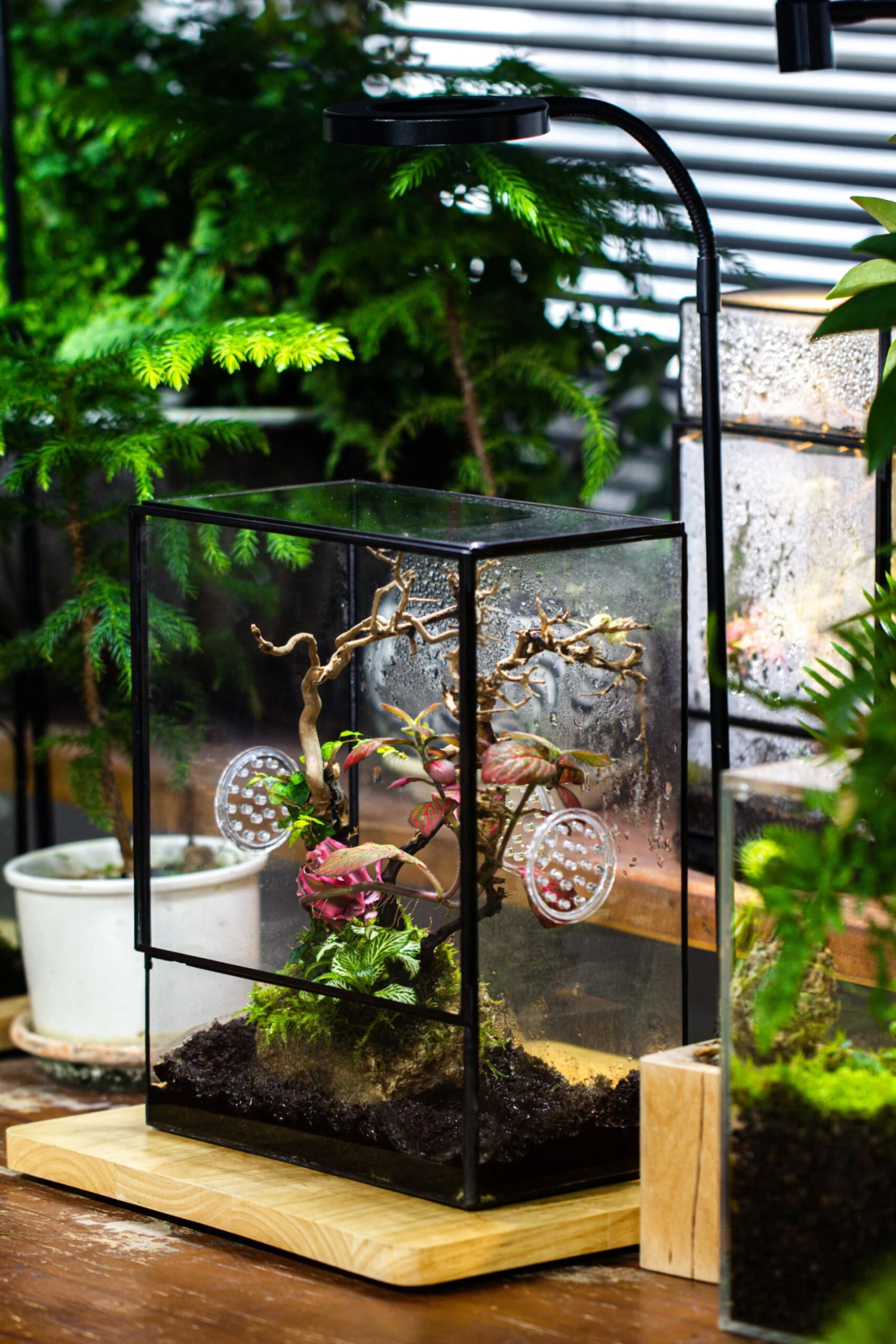 Close Geometric Glass Tin Terrarium With 3 Vents , 8x10" With Side Door, For Insects, Snail , Spider, Micro Landscape -with White Light Set 8 Close Geometric Glass Tin Terrarium With 3 Vents , 8x10" With Side Door, For Insects, Snail , Spider, Micro Landscape -with White Light Set - Image 6