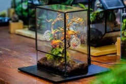 Close Geometric Glass Tin Terrarium With 3 Vents , 8x10" With Side Door, For Insects, Snail , Spider, Micro Landscape -with Warm Light Set -Terrarium Plant Hub IMG 5040 e684860c 4ed8 43eb 88d1 b7f345ad8a91