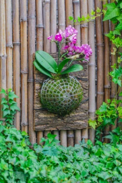 Environment Friendly Detachable Plastic Ball For Easy Moss Ball, Hanging Planters, Wall Mounted Planting Idea, Suitable For Orchid, Staghorn Fern 30 Sets -Terrarium Plant Hub IMG 5054