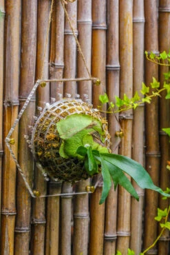 Dried Moss, 24L For DIY, Terrarium Building, Microlandscape, Orchid, Fern, Vertical Gardening 28 Dried Moss, 24L For DIY, Terrarium Building, Microlandscape, Orchid, Fern, Vertical Gardening -Terrarium Plant Hub IMG 5116