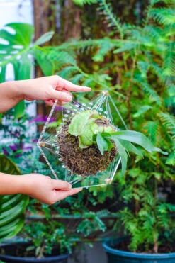 Dried Moss, 24L For DIY, Terrarium Building, Microlandscape, Orchid, Fern, Vertical Gardening 29 Dried Moss, 24L For DIY, Terrarium Building, Microlandscape, Orchid, Fern, Vertical Gardening -Terrarium Plant Hub IMG 5129