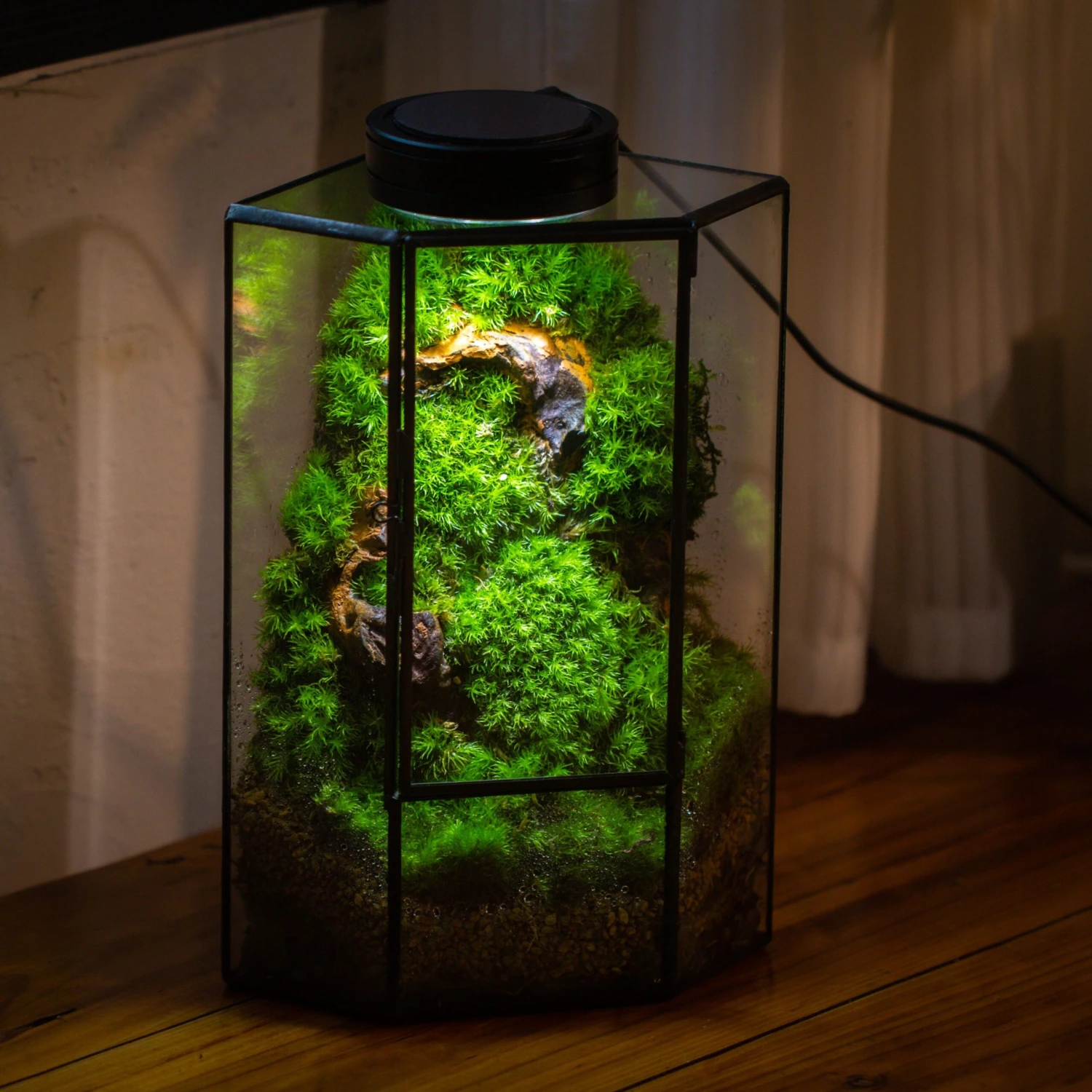 Small Version Handmade Glass Terrarium With Door For Plant, Moss Wall, Closed Geometric Tin Pentagon Planter 15 Small Version Handmade Glass Terrarium With Door For Plant, Moss Wall, Closed Geometric Tin Pentagon Planter - Image 13