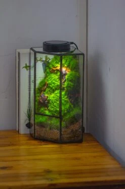 Small Version Handmade Glass Terrarium With Door For Plant, Moss Wall, Closed Geometric Tin Pentagon Planter 35 Small Version Handmade Glass Terrarium With Door For Plant, Moss Wall, Closed Geometric Tin Pentagon Planter -Terrarium Plant Hub IMG 5147 2