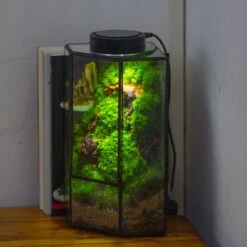 Small Version Handmade Glass Terrarium With Door For Plant, Moss Wall, Closed Geometric Tin Pentagon Planter 37 Small Version Handmade Glass Terrarium With Door For Plant, Moss Wall, Closed Geometric Tin Pentagon Planter -Terrarium Plant Hub IMG 5148 2