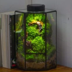 Small Version Handmade Glass Terrarium With Door For Plant, Moss Wall, Closed Geometric Tin Pentagon Planter 39 Small Version Handmade Glass Terrarium With Door For Plant, Moss Wall, Closed Geometric Tin Pentagon Planter -Terrarium Plant Hub IMG 5149 3