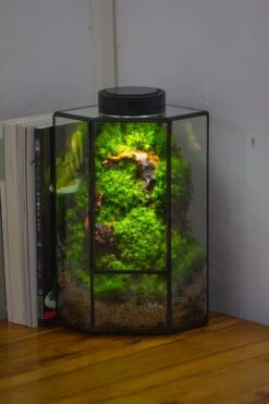 Small Version Handmade Glass Terrarium With Door For Plant, Moss Wall, Closed Geometric Tin Pentagon Planter 36 Small Version Handmade Glass Terrarium With Door For Plant, Moss Wall, Closed Geometric Tin Pentagon Planter -Terrarium Plant Hub IMG 5149 4