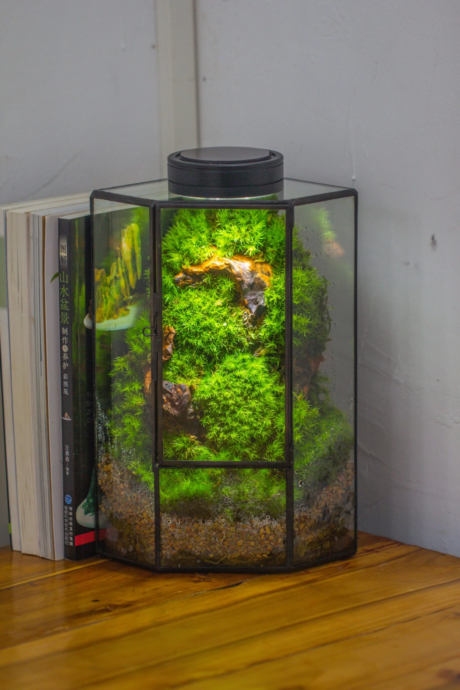 Small Version Handmade Glass Terrarium With Door For Plant, Moss Wall, Closed Geometric Tin Pentagon Planter 19 Small Version Handmade Glass Terrarium With Door For Plant, Moss Wall, Closed Geometric Tin Pentagon Planter - Image 17