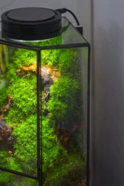 Small Version Handmade Glass Terrarium With Door For Plant, Moss Wall, Closed Geometric Tin Pentagon Planter 41 Small Version Handmade Glass Terrarium With Door For Plant, Moss Wall, Closed Geometric Tin Pentagon Planter -Terrarium Plant Hub IMG 5162 af2371d6 474e 4fce 9087 83415ce8625e