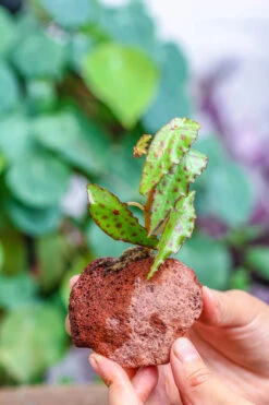 5-8cm Red Horticultural Lava Rock Volcanic Rock For Terrarium, Bonsai Landscape, 500g -Terrarium Plant Hub IMG 5163