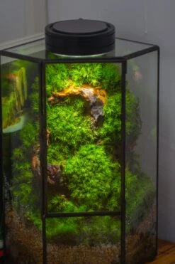 Small Version Handmade Glass Terrarium With Door For Plant, Moss Wall, Closed Geometric Tin Pentagon Planter 40 Small Version Handmade Glass Terrarium With Door For Plant, Moss Wall, Closed Geometric Tin Pentagon Planter -Terrarium Plant Hub IMG 5163 bf64f627 760f 44dc b347 81b948e659a5