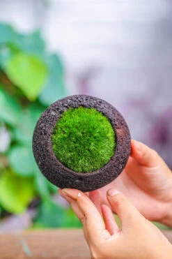 3 Units 8cm / 3.1" Round Black Horticultural Lava Rock Volcanic Rock Planter For Succulents, Moss, Tropical Palants, Terrariums -Terrarium Plant Hub IMG 5182