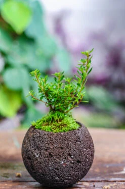 9cm / 3.5" Round Black Horticultural Lava Rock Volcanic Rock Planter For Succulents, Moss, Tropical Palants, Terrariums 31 9cm / 3.5" Round Black Horticultural Lava Rock Volcanic Rock Planter For Succulents, Moss, Tropical Palants, Terrariums -Terrarium Plant Hub IMG 5191