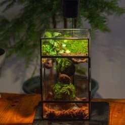 Glass Rectangle Terrarium Enclosure For Small Insect, Jumping Spider, Snail -Terrarium Plant Hub IMG 5194 2