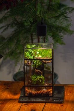 Glass Rectangle Terrarium Enclosure For Small Insect, Jumping Spider, Snail -Terrarium Plant Hub IMG 5194