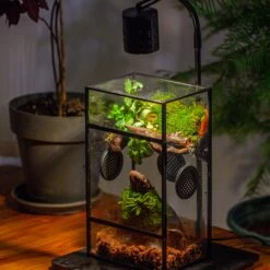 Glass Rectangle Terrarium Enclosure For Small Insect, Jumping Spider, Snail -Terrarium Plant Hub IMG 5195 2