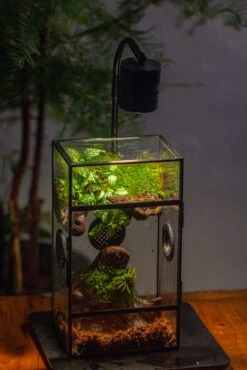 Glass Rectangle Terrarium Enclosure For Small Insect, Jumping Spider, Snail -Terrarium Plant Hub IMG 5196 2