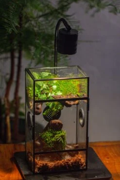 Glass Rectangle Terrarium Enclosure For Small Insect, Jumping Spider, Snail -Terrarium Plant Hub IMG 5196