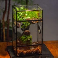 Glass Rectangle Terrarium Enclosure For Small Insect, Jumping Spider, Snail -Terrarium Plant Hub IMG 5196 3