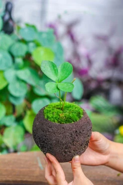 3 Unit 12cm / 4.7" Round Red Horticultural Lava Rock Volcanic Rock Planter For Succulents, Moss, Tropical Palants, Terrariums -Terrarium Plant Hub IMG 5199