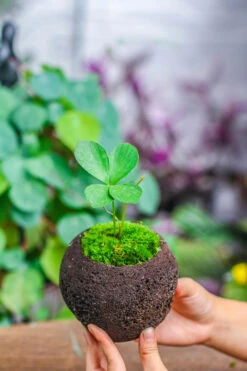 3 Unit 12cm / 4.7" Round Red Horticultural Lava Rock Volcanic Rock Planter For Succulents, Moss, Tropical Palants, Terrariums -Terrarium Plant Hub IMG 5200