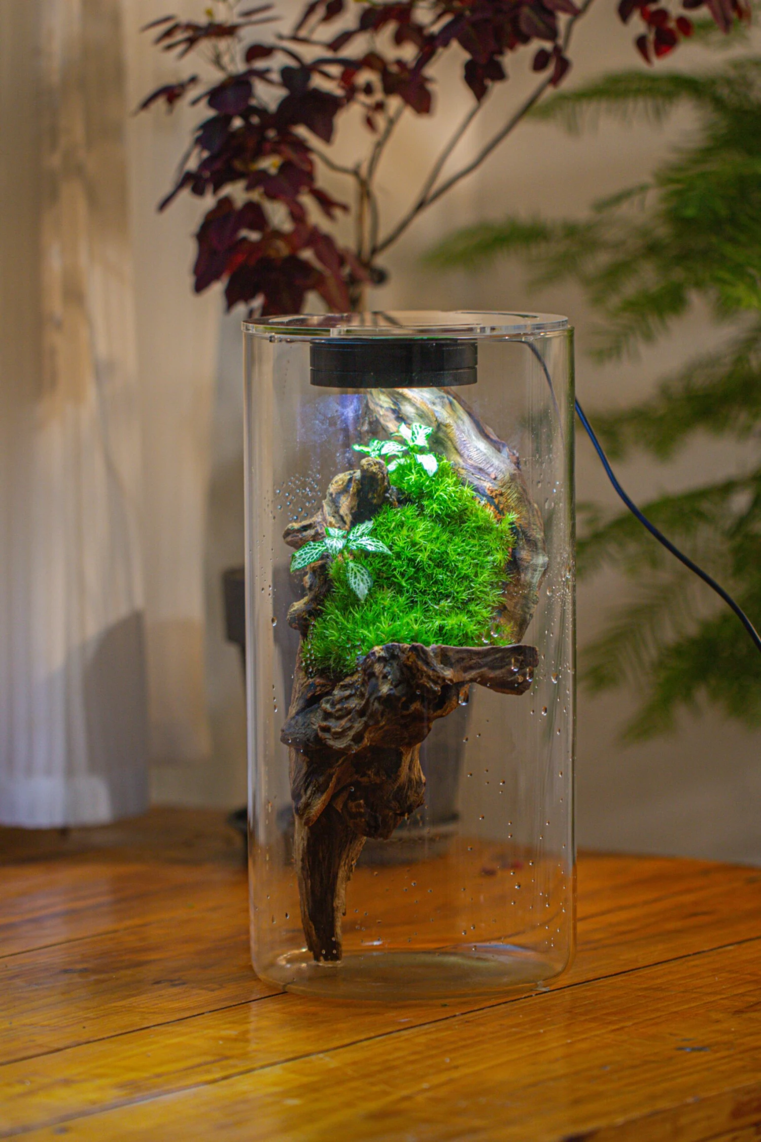 Large Cylinder Terrarium With LED Grow Lamp, Acrylic Lid Set For Bog, Carnivorous Plants -15x30cm 13 Large Cylinder Terrarium With LED Grow Lamp, Acrylic Lid Set For Bog, Carnivorous Plants -15x30cm - Image 11