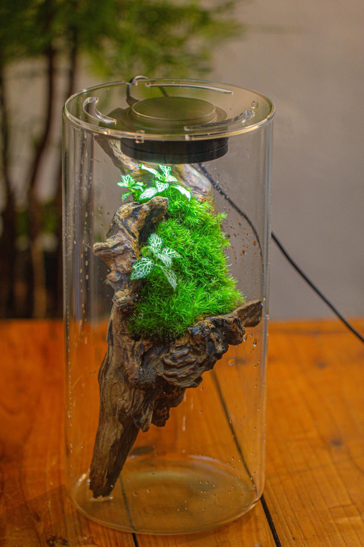 Large Cylinder Terrarium With LED Grow Lamp, Acrylic Lid Set For Bog, Carnivorous Plants -15x30cm 14 Large Cylinder Terrarium With LED Grow Lamp, Acrylic Lid Set For Bog, Carnivorous Plants -15x30cm - Image 12