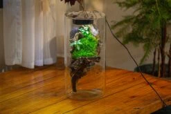 Large Cylinder Terrarium With LED Grow Lamp, Acrylic Lid Set For Bog, Carnivorous Plants -15x30cm 36 Large Cylinder Terrarium With LED Grow Lamp, Acrylic Lid Set For Bog, Carnivorous Plants -15x30cm -Terrarium Plant Hub IMG 5207